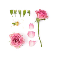 Bulgarian Rose