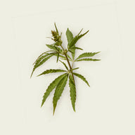 Dutch Herbs