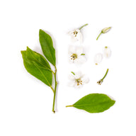 Orange Blossom