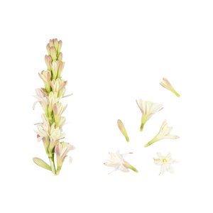 TUBEROSE